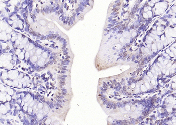 Phospho-p107 (Ser975) Rabbit Polyclonal Antibody