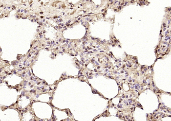Phospho-p107 (Ser975) Rabbit Polyclonal Antibody