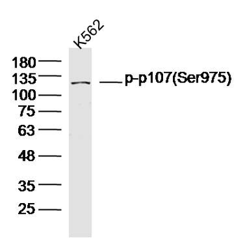 Phospho-p107 (Ser975) Rabbit Polyclonal Antibody
