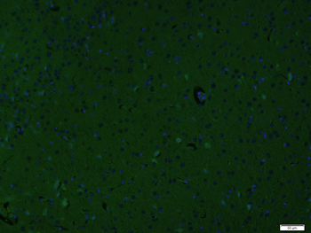 CD34 Rabbit Polyclonal Antibody (FITC)