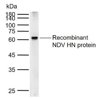 NDV HN Rabbit Polyclonal Antibody