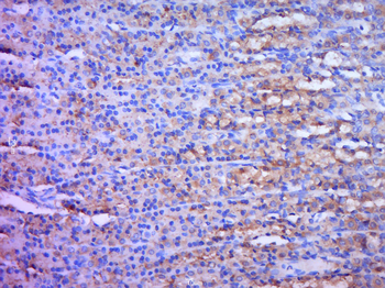 Bax Rabbit Polyclonal Antibody