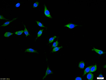 Bax Rabbit Polyclonal Antibody
