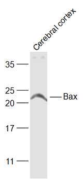 Bax Rabbit Polyclonal Antibody