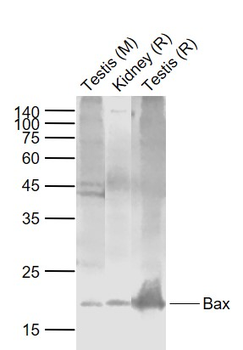 Bax Rabbit Polyclonal Antibody