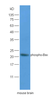 Phospho-Bax (Ser184) Rabbit Polyclonal Antibody