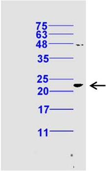 Phospho-Bax (Ser184) Rabbit Polyclonal Antibody