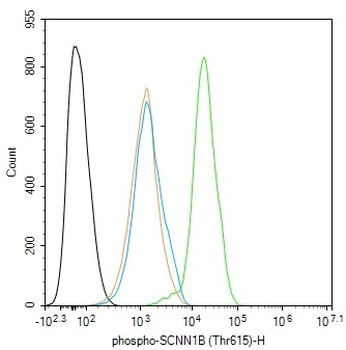 Phospho-SCNN1B (Thr615) Rabbit Polyclonal Antibody