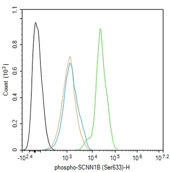 Phospho-SCNN1B (Ser633) Rabbit Polyclonal Antibody