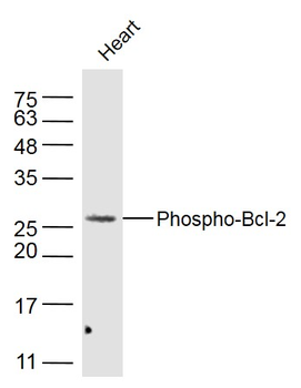 Phospho-Bcl-2 (Thr129) Rabbit Polyclonal Antibody