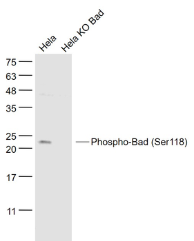 Phospho-Bad (Ser118) Rabbit Polyclonal Antibody