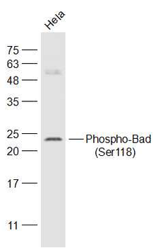 Phospho-Bad (Ser118) Rabbit Polyclonal Antibody