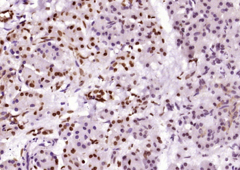 Phospho-Bad (Ser134) Rabbit Polyclonal Antibody