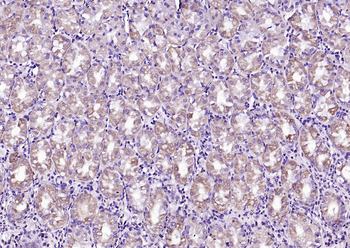 Phospho-Bad (Ser134) Rabbit Polyclonal Antibody