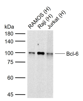 Bcl-6 Rabbit Polyclonal Antibody