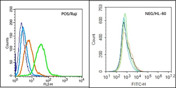 BCMA Rabbit Polyclonal Antibody