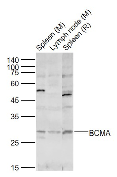 BCMA Rabbit Polyclonal Antibody
