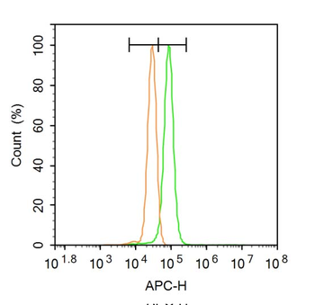 BDH1 Rabbit Polyclonal Antibody