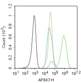 Phospho-Smad3 (Ser204) Rabbit Polyclonal Antibody
