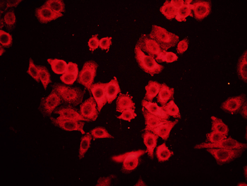 Phospho-RAC1 + RAC2 (Ser71) Rabbit Polyclonal Antibody