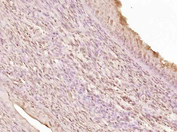 Phospho-RAD9 (Tyr28) Rabbit Polyclonal Antibody