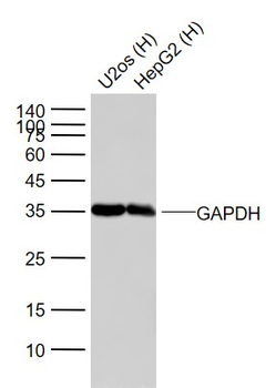 GAPDH Rabbit Polyclonal Antibody (HRP)
