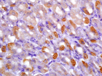 Phospho-CaMK2 alpha (Tyr230) Rabbit Polyclonal Antibody