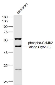 Phospho-CaMK2 alpha (Tyr230) Rabbit Polyclonal Antibody