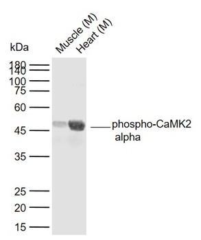 Phospho-CaMK2 alpha (Tyr230) Rabbit Polyclonal Antibody