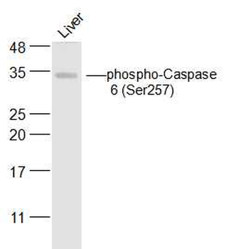 Phospho-Caspase 6 (Ser257) Rabbit Polyclonal Antibody