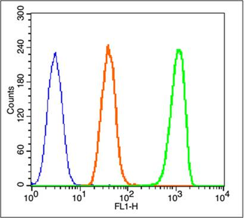 Phospho-Beta catenin (Tyr86) Rabbit Polyclonal Antibody
