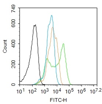 Phospho-Beta catenin (Tyr86) Rabbit Polyclonal Antibody