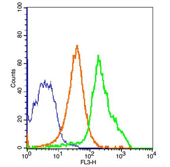 RelB Rabbit Polyclonal Antibody