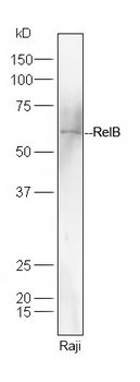 RelB Rabbit Polyclonal Antibody
