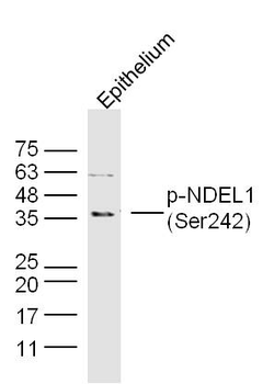 Phospho-NDEL1 (Ser242) Rabbit Polyclonal Antibody
