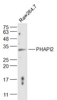 PHAPI2 Rabbit Polyclonal Antibody (HRP)