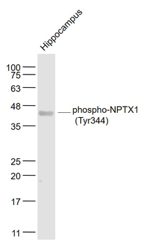 Phospho-NPTX1 (Tyr344) Rabbit Polyclonal Antibody
