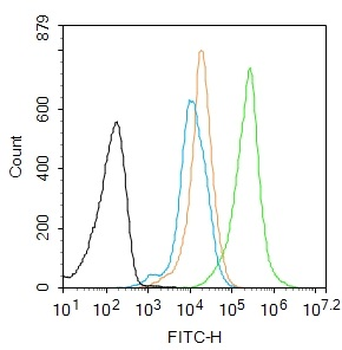 Selenium Binding Protein 1 Rabbit Polyclonal Antibody