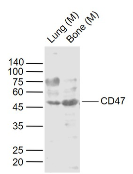 CD47 Rabbit Polyclonal Antibody