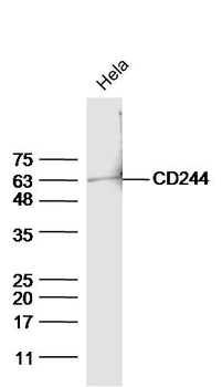 Phospho-CD244 (Tyr271) Rabbit Polyclonal Antibody