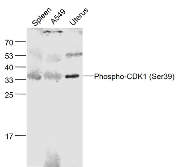 Phospho-CDK1 (Ser39) Rabbit Polyclonal Antibody