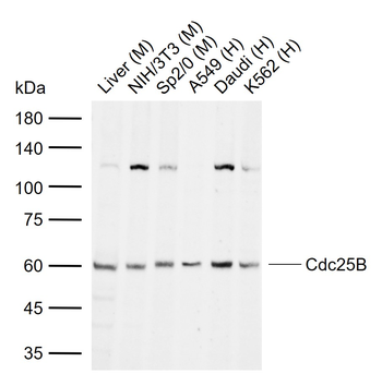 Cdc25B Rabbit Polyclonal Antibody