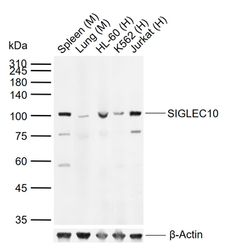 SIGLEC10 Rabbit Polyclonal Antibody