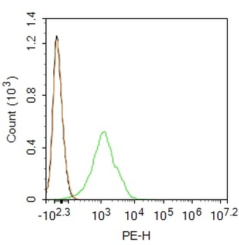 FOXP3 Rabbit Polyclonal Antibody (PE)