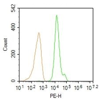 FOXP3 Rabbit Polyclonal Antibody (PE)