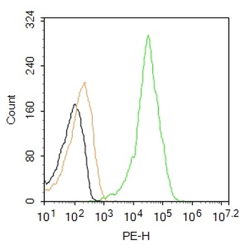 FOXP3 Rabbit Polyclonal Antibody (PE)