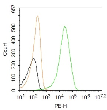 FOXP3 Rabbit Polyclonal Antibody (PE)