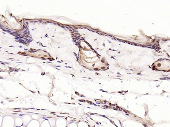 Phospho-c-Jun (Ser63) Rabbit Polyclonal Antibody