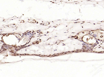 Phospho-c-Jun (Ser63) Rabbit Polyclonal Antibody