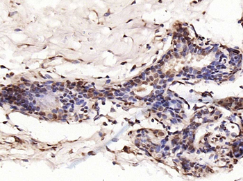 Phospho-c-Jun (Ser63) Rabbit Polyclonal Antibody